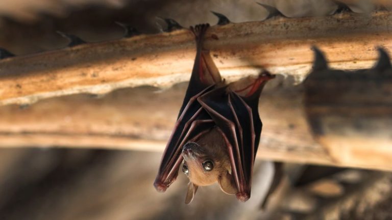 Comment attirer les chauves-souris dans votre jardin Comment attirer les chauves-souris dans votre jardin