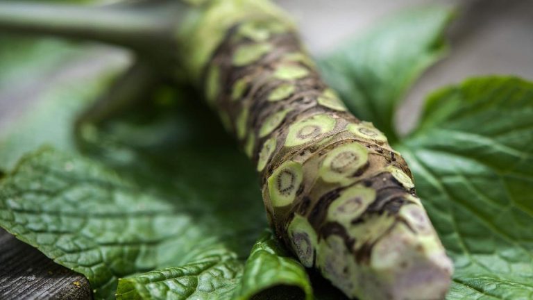Comment récolter le wasabi – quand réussir à récolter les racines épicées et les légumes verts Comment récolter le wasabi – quand réussir à récolter les racines épicées et les légumes verts