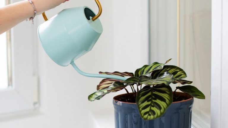 Comment arroser correctement les calathea – et les erreurs courantes à éviter Comment arroser correctement les calathea – et les erreurs courantes à éviter