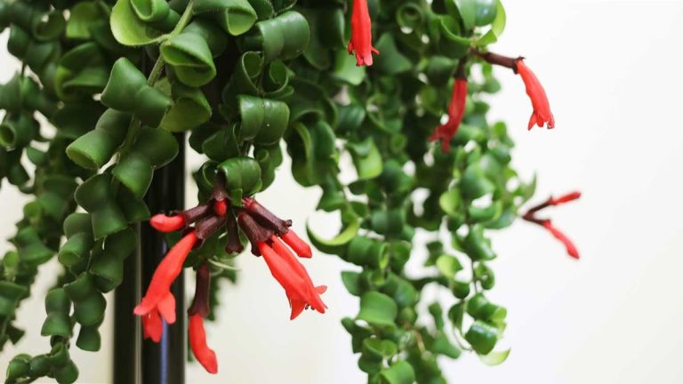 Comment prendre soin d’une plante de rouge à lèvres tordue – 3 meilleurs conseils d’experts en plantes d’intérieur Comment prendre soin d’une plante de rouge à lèvres tordue – 3 meilleurs conseils d’experts en plantes d’intérieur