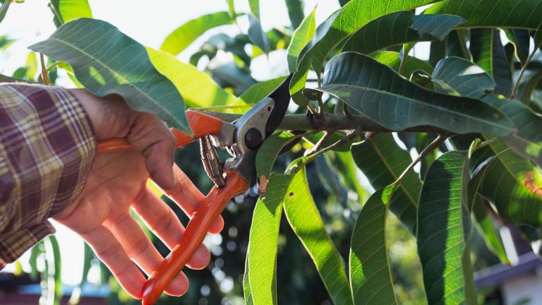 7 arbres à tailler en mars alors qu'ils commencent à sortir de leur dormance hivernale 7 arbres à tailler en mars alors qu'ils commencent à sortir de leur dormance hivernale