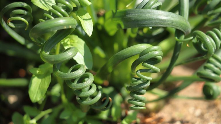 Comment cultiver et entretenir une plante frizzle grésillement – ​​3 conseils clés pour garder ces boucles en vie