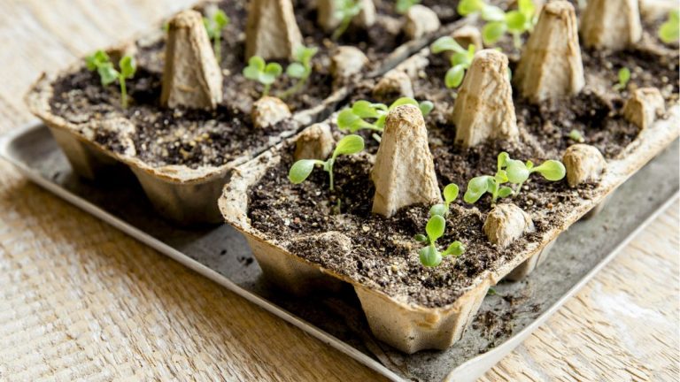 Alternatives aux bacs à graines – 5 idées DIY pour faire germer vos graines Alternatives aux bacs à graines – 5 idées DIY pour faire germer vos graines