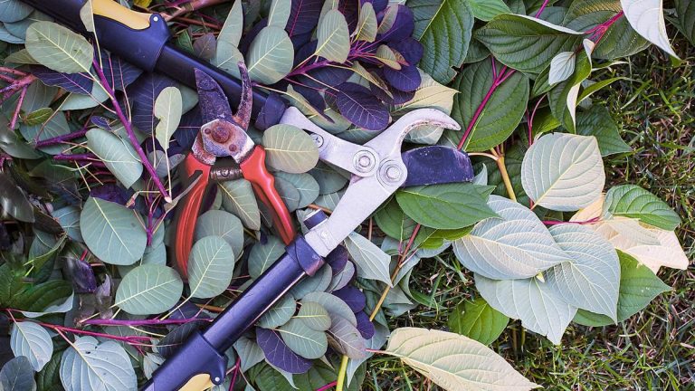 6 plantes à tailler au printemps – coupez ces arbustes, plantes vivaces et graminées dans le cadre de votre liste de choses à faire saisonnières 6 plantes à tailler au printemps – coupez ces arbustes, plantes vivaces et graminées dans le cadre de votre liste de choses à faire saisonnières