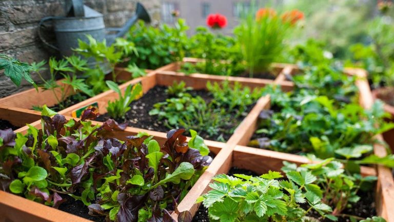 Qu’est-ce que le jardinage au pied carré ? Les experts expliquent cette méthode peu encombrante pour cultiver des légumes Qu’est-ce que le jardinage au pied carré ? Les experts expliquent cette méthode peu encombrante pour cultiver des légumes