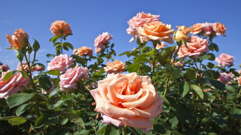 10 meilleures variétés de roses à cultiver dans votre jardin, selon un fleuriste professionnel 10 meilleures variétés de roses à cultiver dans votre jardin, selon un fleuriste professionnel