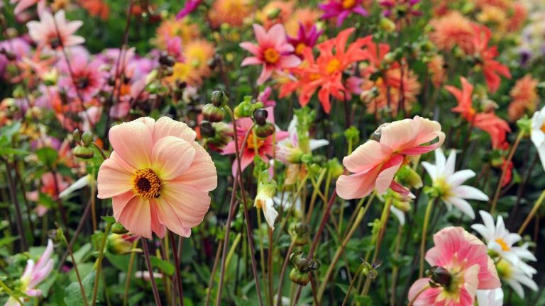 Comment planter des bulbes d'été – conseils d'experts pour de fabuleuses compositions florales Comment planter des bulbes d'été – conseils d'experts pour de fabuleuses compositions florales
