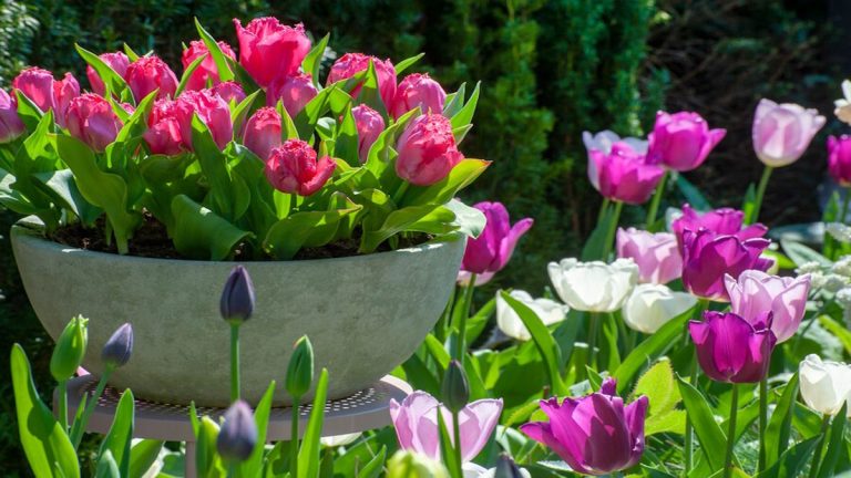Types de tulipes expliqués – et où planter au mieux ces favoris du printemps dans votre jardin Types de tulipes expliqués – et où planter au mieux ces favoris du printemps dans votre jardin