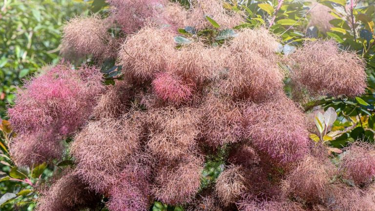 Quand et comment tailler un buisson à fumée – 3 méthodes à essayer Quand et comment tailler un buisson à fumée – 3 méthodes à essayer