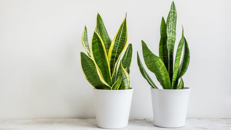 Comment prendre soin d’une plante serpent – ​​5 conseils d’experts pour cette plante d’intérieur populaire