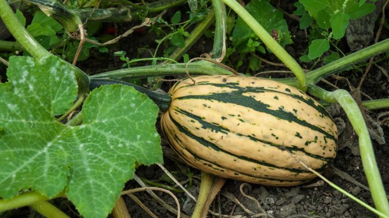 Comment réussir à faire pousser des courges à partir de graines – en semant à l’intérieur ou à l’extérieur Comment réussir à faire pousser des courges à partir de graines – en semant à l’intérieur ou à l’extérieur