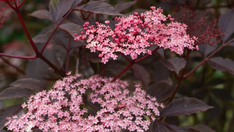 Meilleurs arbustes au feuillage foncé – 5 plantes qui peuvent ajouter du drame à n’importe quel espace Meilleurs arbustes au feuillage foncé – 5 plantes qui peuvent ajouter du drame à n’importe quel espace