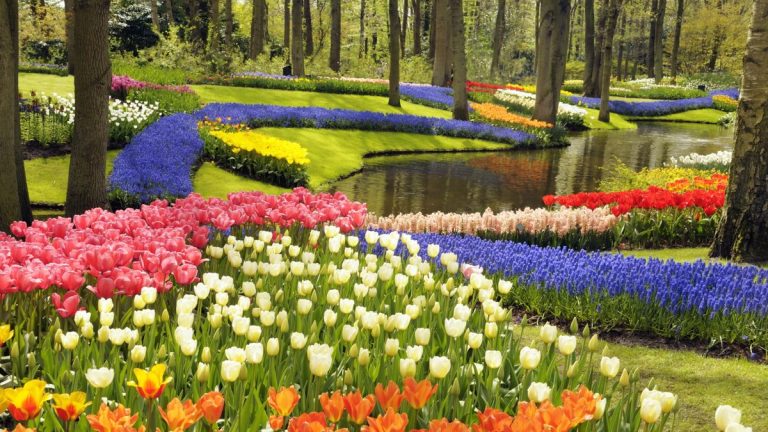 Des producteurs néerlandais lancent la première prairie mixte de bulbes et de plantes vivaces à l'occasion du 75e anniversaire de Keukenhof Des producteurs néerlandais lancent la première prairie mixte de bulbes et de plantes vivaces à l'occasion du 75e anniversaire de Keukenhof