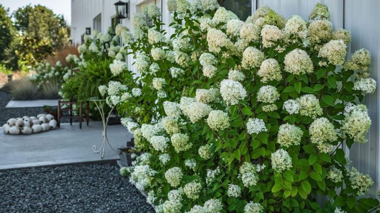 Quand et comment tailler un hortensia Bobo pour garder les arbustes en bonne santé et fleurir au mieux Quand et comment tailler un hortensia Bobo pour garder les arbustes en bonne santé et fleurir au mieux