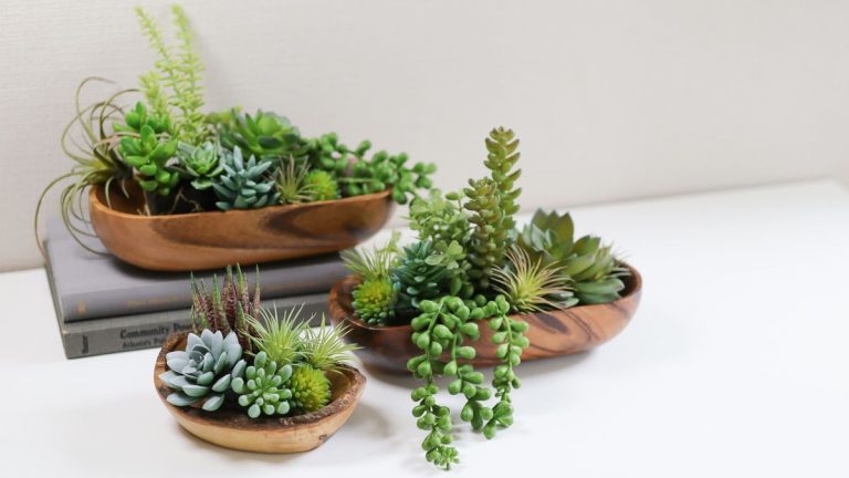 Meilleures plantes succulentes à croissance rapide – 5 variétés qui doubleront rapidement de taille Meilleures plantes succulentes à croissance rapide – 5 variétés qui doubleront rapidement de taille