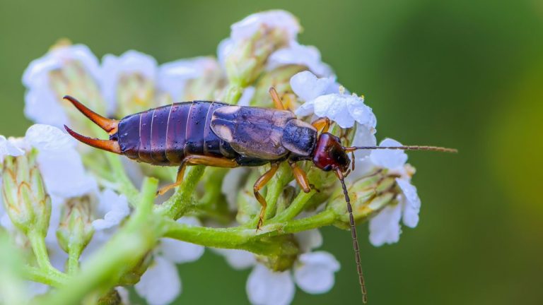 Découvrez comment vous débarrasser des perce-oreilles dans votre jardin – avec les conseils d'experts de jardiniers professionnels Découvrez comment vous débarrasser des perce-oreilles dans votre jardin – avec les conseils d'experts de jardiniers professionnels