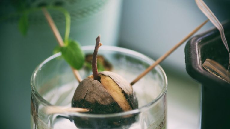 Puis-je faire pousser un avocatier à partir de graines ? Puis-je faire pousser un avocatier à partir de graines ?