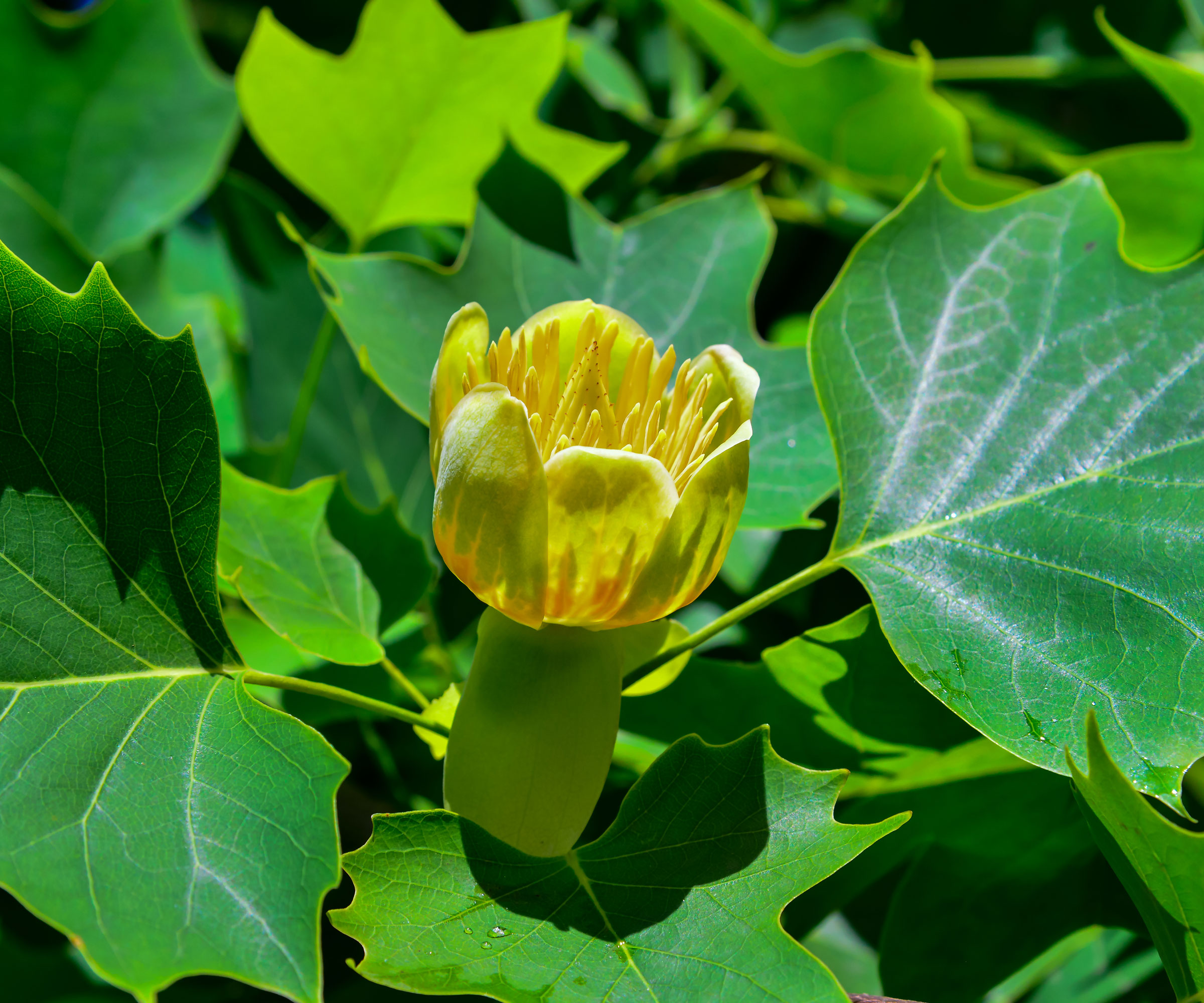 Feuilles et fleurs de Liriodendron tulipifera (peuplier tulipe)