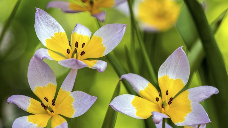 Quelles sont les espèces de tulipes ? Conseils d'experts sur la façon de cultiver ces bulbes à fleurs éclatants Quelles sont les espèces de tulipes ? Conseils d'experts sur la façon de cultiver ces bulbes à fleurs éclatants