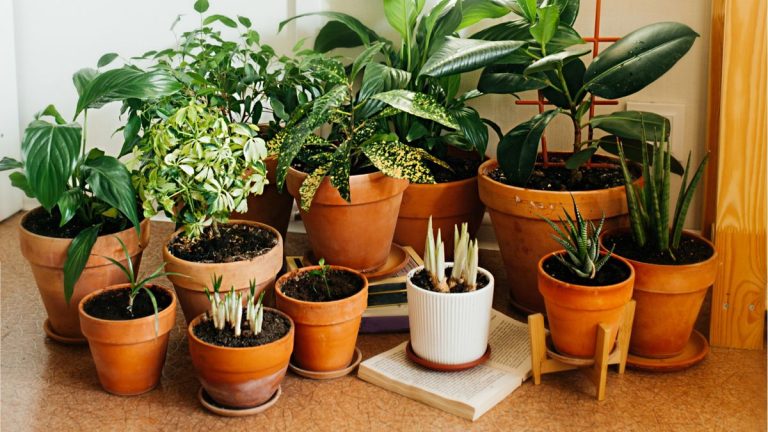 J'utilise des jardinières d'intérieur en terre cuite pour mes plantes d'intérieur – voici pourquoi je pense que ce sont les meilleurs pots pour le jardinage d'intérieur J'utilise des jardinières d'intérieur en terre cuite pour mes plantes d'intérieur – voici pourquoi je pense que ce sont les meilleurs pots pour le jardinage d'intérieur