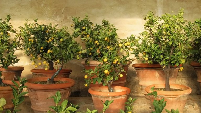 Zone de rusticité 9 aux États-Unis – et conseils d’experts sur quoi planter Zone de rusticité 9 aux États-Unis – et conseils d’experts sur quoi planter