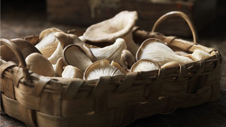 Les experts disent que vous devriez faire pousser des champignons dans une salle de bain – voici pourquoi c'est la meilleure pièce pour cultiver vos propres champignons Les experts disent que vous devriez faire pousser des champignons dans une salle de bain – voici pourquoi c'est la meilleure pièce pour cultiver vos propres champignons