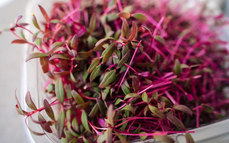 Comment faire pousser de l’amarante sous forme de micro-pousse – pour un festin visuel sain et coloré Comment faire pousser de l’amarante sous forme de micro-pousse – pour un festin visuel sain et coloré