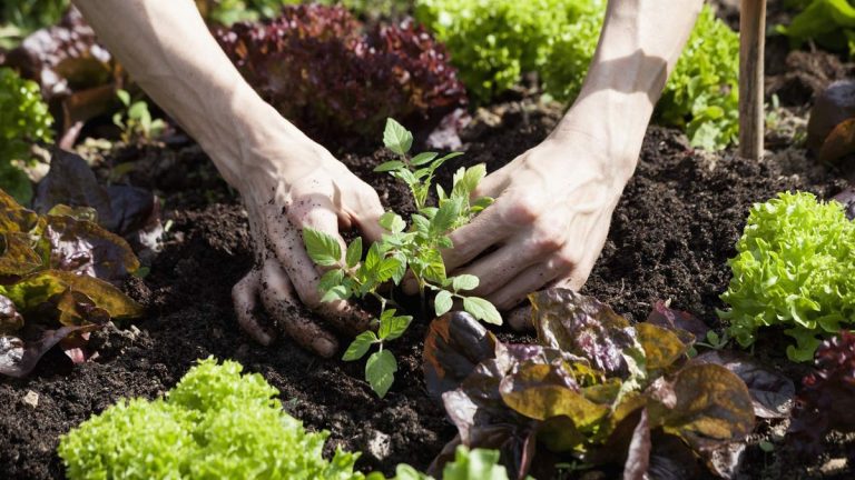 Qu’est-ce que la plantation successorale ? Boostez vos récoltes dans n’importe quel espace de taille grâce à ces conseils d’experts Qu’est-ce que la plantation successorale ? Boostez vos récoltes dans n’importe quel espace de taille grâce à ces conseils d’experts