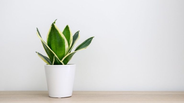 Les plantes à serpents sont-elles toxiques pour les animaux de compagnie ? Les experts en plantes d'intérieur révèlent tout Les plantes à serpents sont-elles toxiques pour les animaux de compagnie ? Les experts en plantes d'intérieur révèlent tout