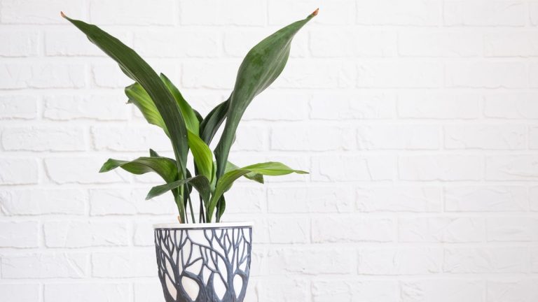 Comment prendre soin d’un aspidistra – 5 conseils d’experts pour cette plante d’intérieur à feuilles faciles Comment prendre soin d’un aspidistra – 5 conseils d’experts pour cette plante d’intérieur à feuilles faciles