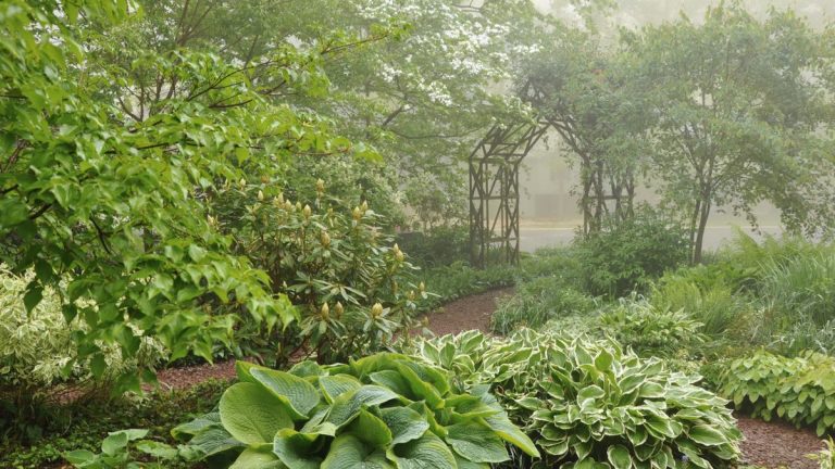 Meilleurs arbres tolérants à l’ombre – 5 arbres à planter ce printemps Meilleurs arbres tolérants à l’ombre – 5 arbres à planter ce printemps