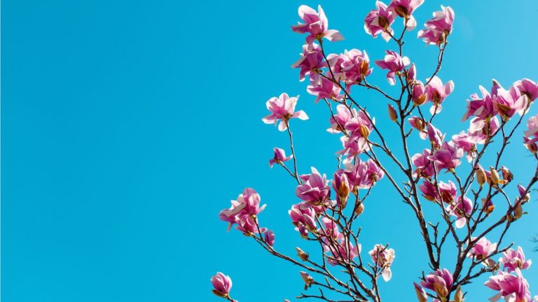 Meilleurs arbres à fleurs roses pour pots – 5 variétés compactes pour les petits espaces Meilleurs arbres à fleurs roses pour pots – 5 variétés compactes pour les petits espaces