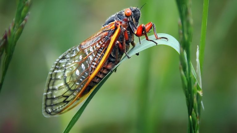 Les experts exhortent les jardiniers à prendre des mesures pour repousser les cigales et protéger les plantes ce printemps Les experts exhortent les jardiniers à prendre des mesures pour repousser les cigales et protéger les plantes ce printemps