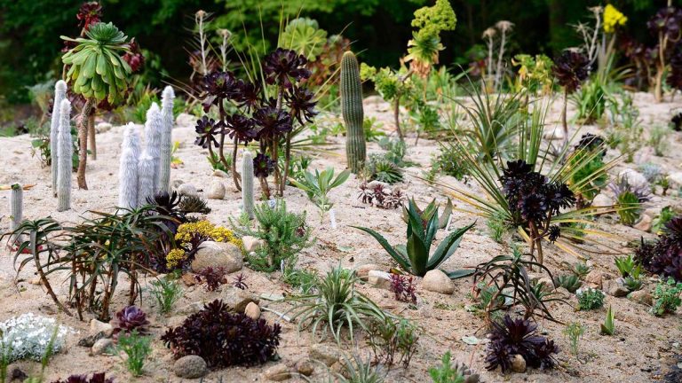 Comment faire pousser des plantes dans le sable plutôt que dans la terre – les experts partagent des conseils pour cette méthode de jardinage alternative Comment faire pousser des plantes dans le sable plutôt que dans la terre – les experts partagent des conseils pour cette méthode de jardinage alternative