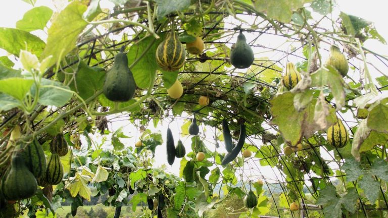 Comment faire pousser des courges verticalement – ​​économisez de l’espace et créez un élément dans votre potager