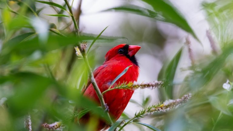 À la recherche d'oiseaux chanteurs : comment attirer les cardinaux rouges dans votre jardin cette année À la recherche d'oiseaux chanteurs : comment attirer les cardinaux rouges dans votre jardin cette année