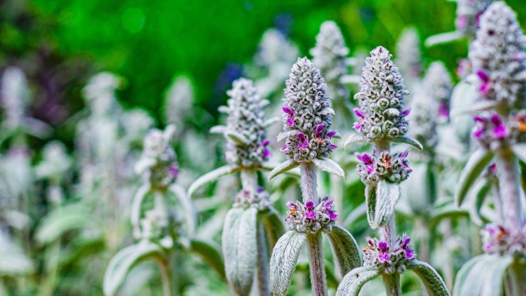 Guide d'entretien et de culture des oreilles d'agneau – conseils d'experts pour ces plantes faciles d'entretien Guide d'entretien et de culture des oreilles d'agneau – conseils d'experts pour ces plantes faciles d'entretien