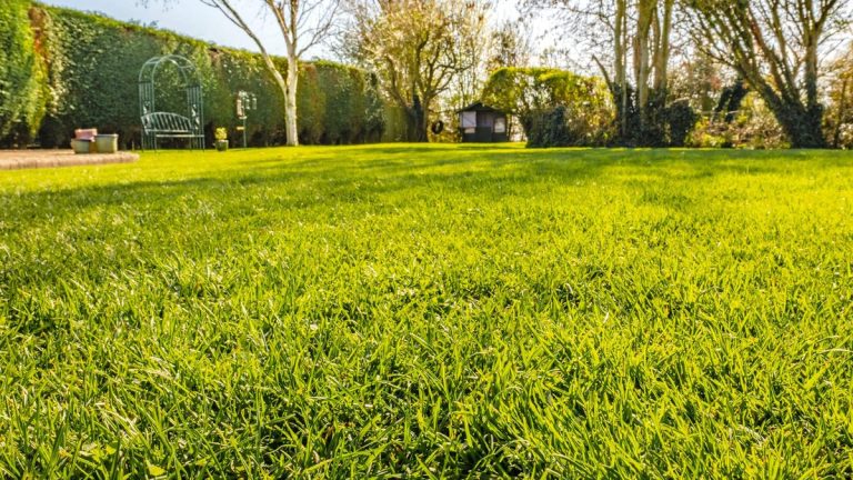 Comment niveler une pelouse pour garder votre gazon impeccable et plus facile à entretenir Comment niveler une pelouse pour garder votre gazon impeccable et plus facile à entretenir