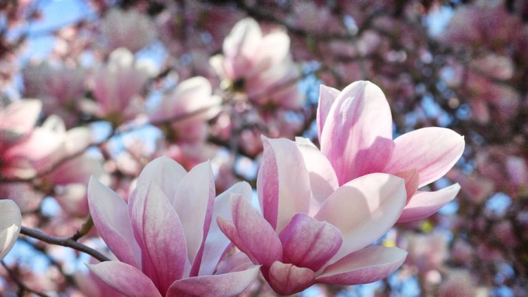 Quand tailler un magnolia – pour une floraison abondante Quand tailler un magnolia – pour une floraison abondante