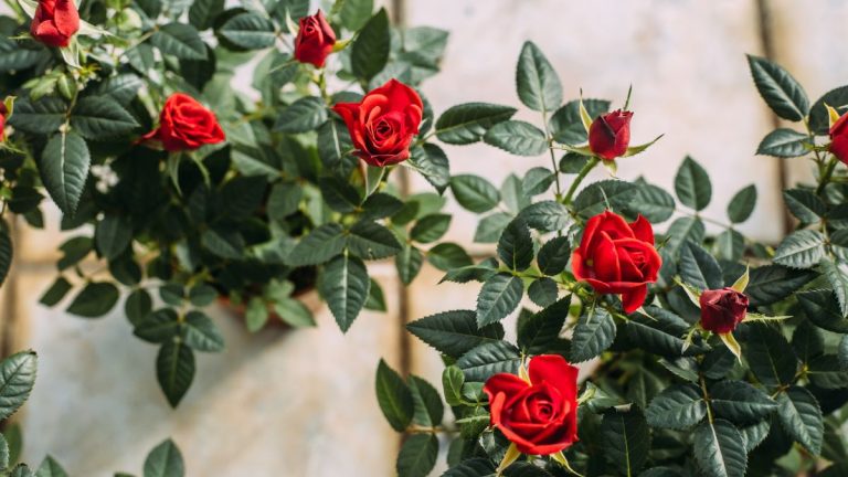 Comment faire pousser des roses miniatures – pour des arbustes compacts avec une profusion de fleurs