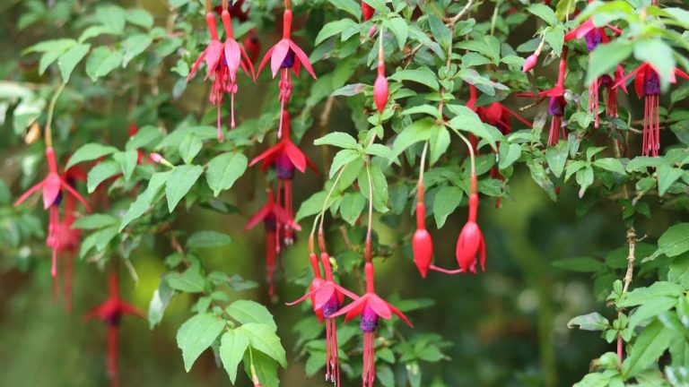 Comment et quand tailler le fuchsia rustique pour obtenir un spectacle exceptionnel de belles fleurs