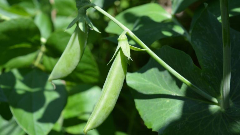 Comment faire pousser des pois mange-tout – conseils d’experts pour une récolte de gousses rapide et délicieuse