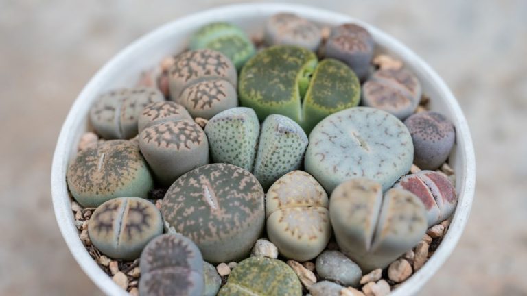 Comment faire pousser des lithops – la succulente pierre vivante d’un autre monde