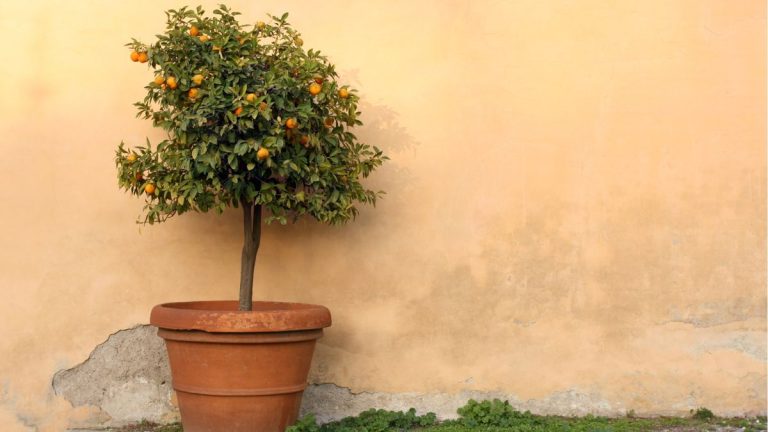 Meilleurs arbres nécessitant peu d'entretien pour pots – 5 variétés compactes qui n'hésitent pas à être ignorées