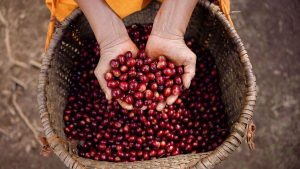 Votre café est-il « éthique » ? Les experts expliquent comment vérifier et ce qu'il faut rechercher Votre café est-il « éthique » ? Les experts expliquent comment vérifier et ce qu'il faut rechercher