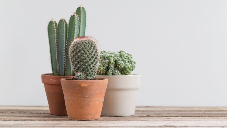 Comment prendre soin d'un cactus – 3 conseils d'experts pour ces plantes d'intérieur épineuses