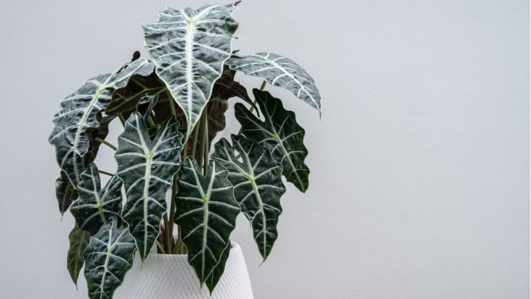 Comment rempoter une alocasia – ainsi que des conseils d'experts pour savoir quand le faire Comment rempoter une alocasia – ainsi que des conseils d'experts pour savoir quand le faire