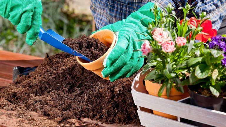 Quelle est la meilleure terre pour le jardinage en pot ? Des conseils d’experts pour des plantes heureuses et saines Quelle est la meilleure terre pour le jardinage en pot ? Des conseils d’experts pour des plantes heureuses et saines