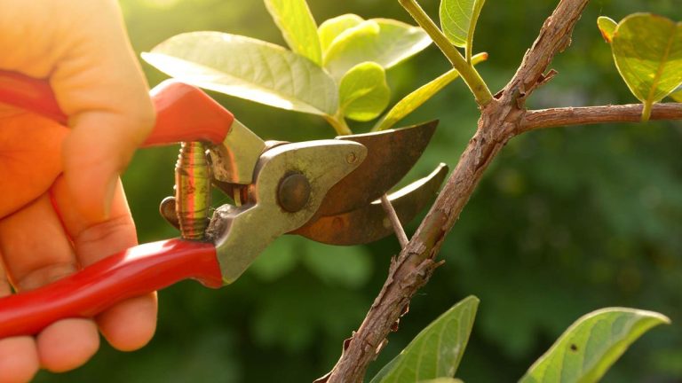 7 plantes à tailler en avril – arbustes et plantes herbacées vivaces à couper ce mois-ci 7 plantes à tailler en avril – arbustes et plantes herbacées vivaces à couper ce mois-ci