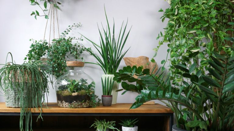 Meilleures plantes d'intérieur insolites – 7 plantes rares pour votre jungle intérieure Meilleures plantes d'intérieur insolites – 7 plantes rares pour votre jungle intérieure